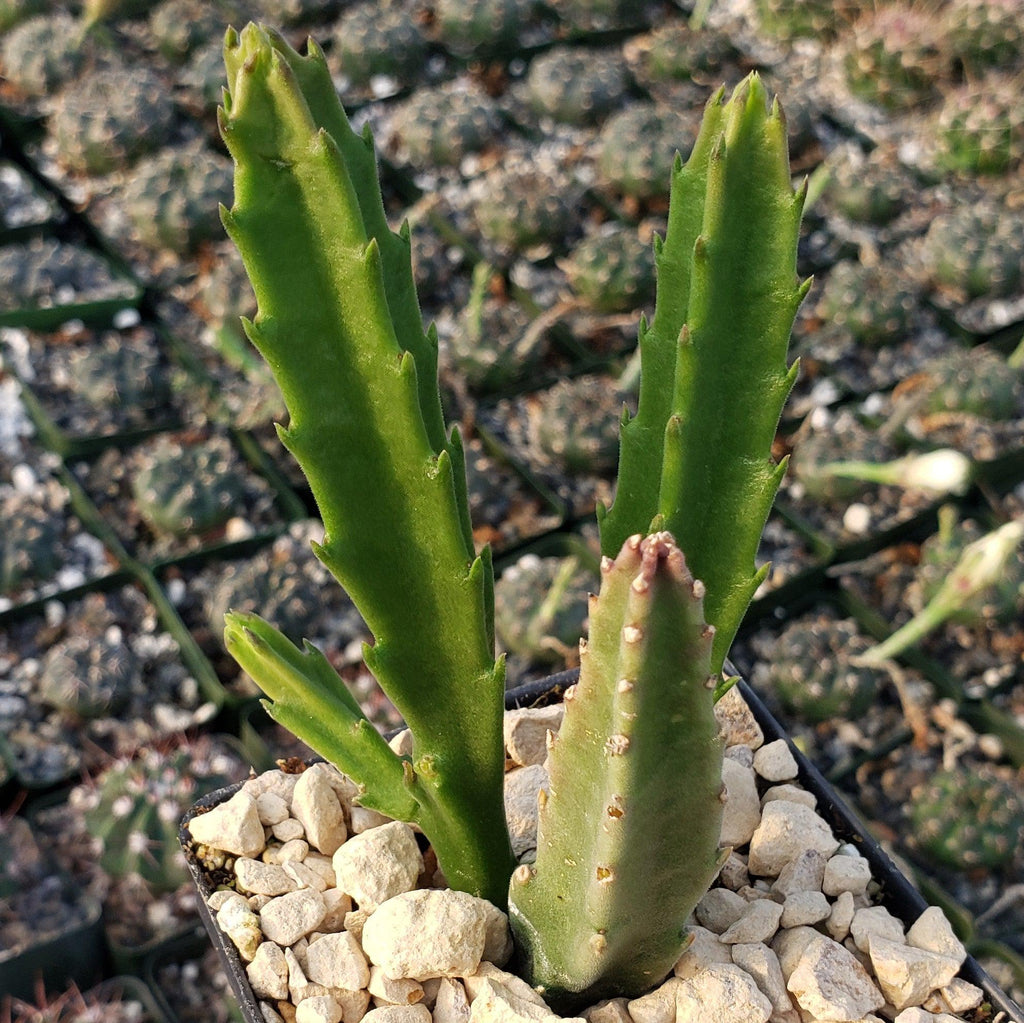 Stapelia leendertziae