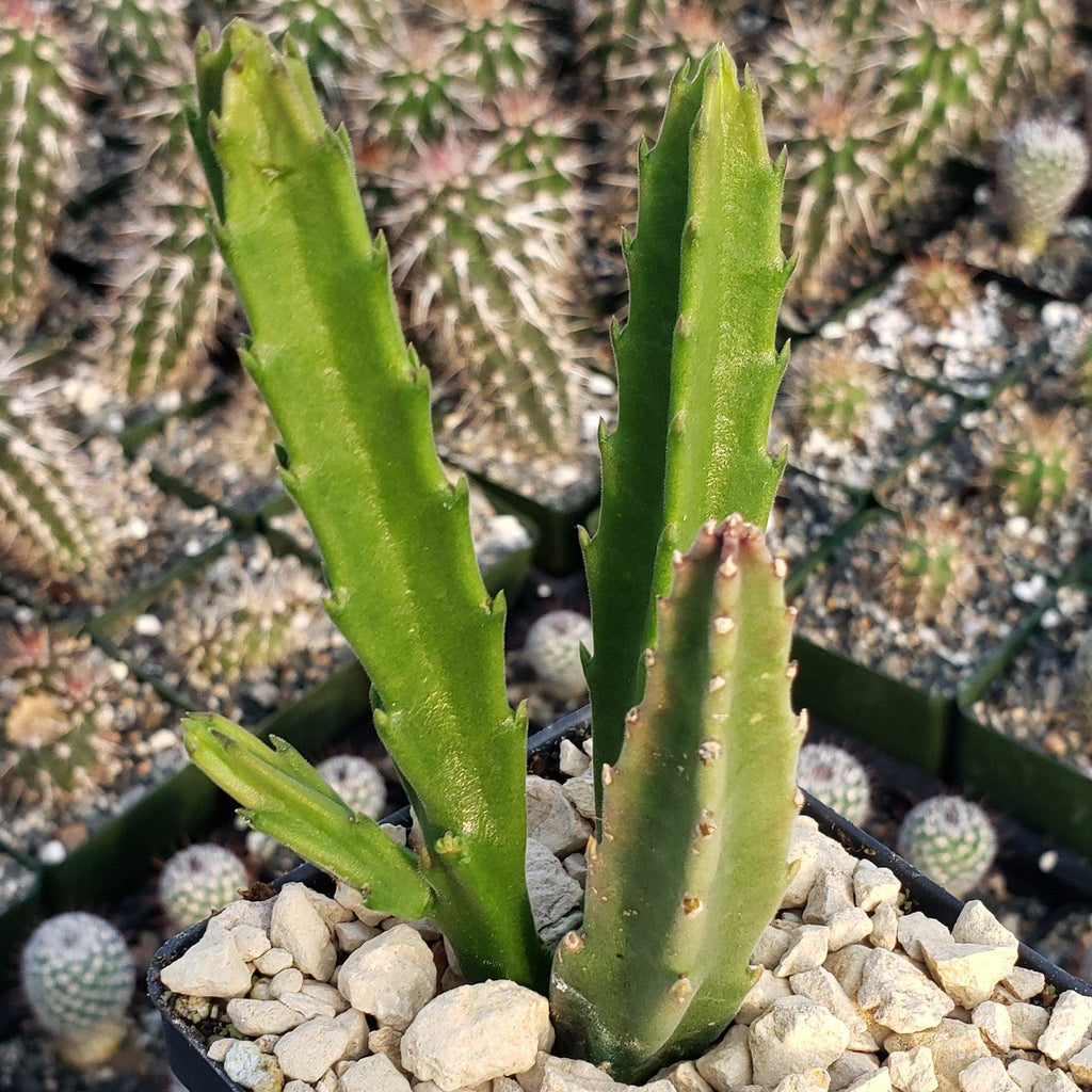 Stapelia leendertziae