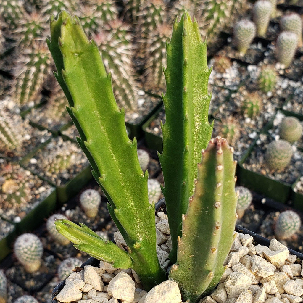 Stapelia leendertziae