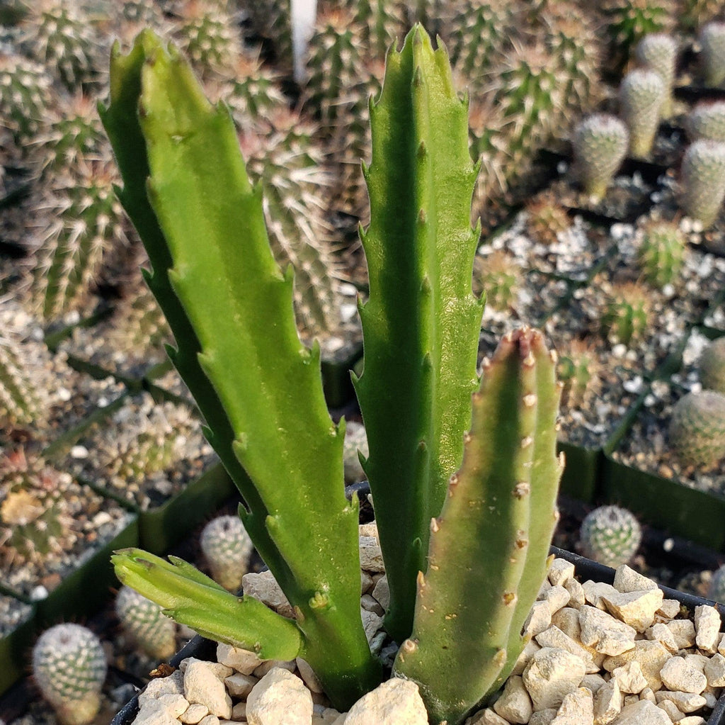 Stapelia leendertziae