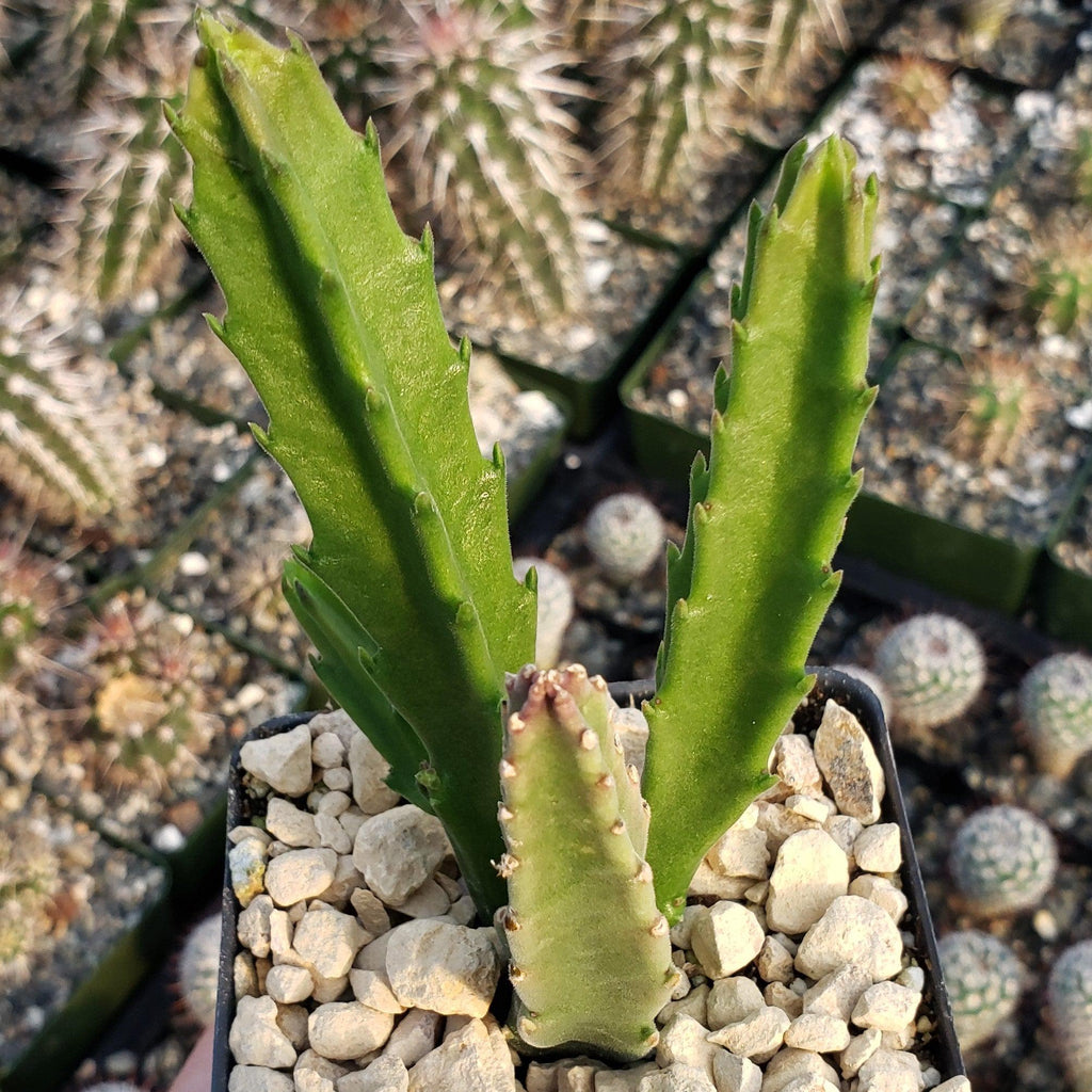Stapelia leendertziae