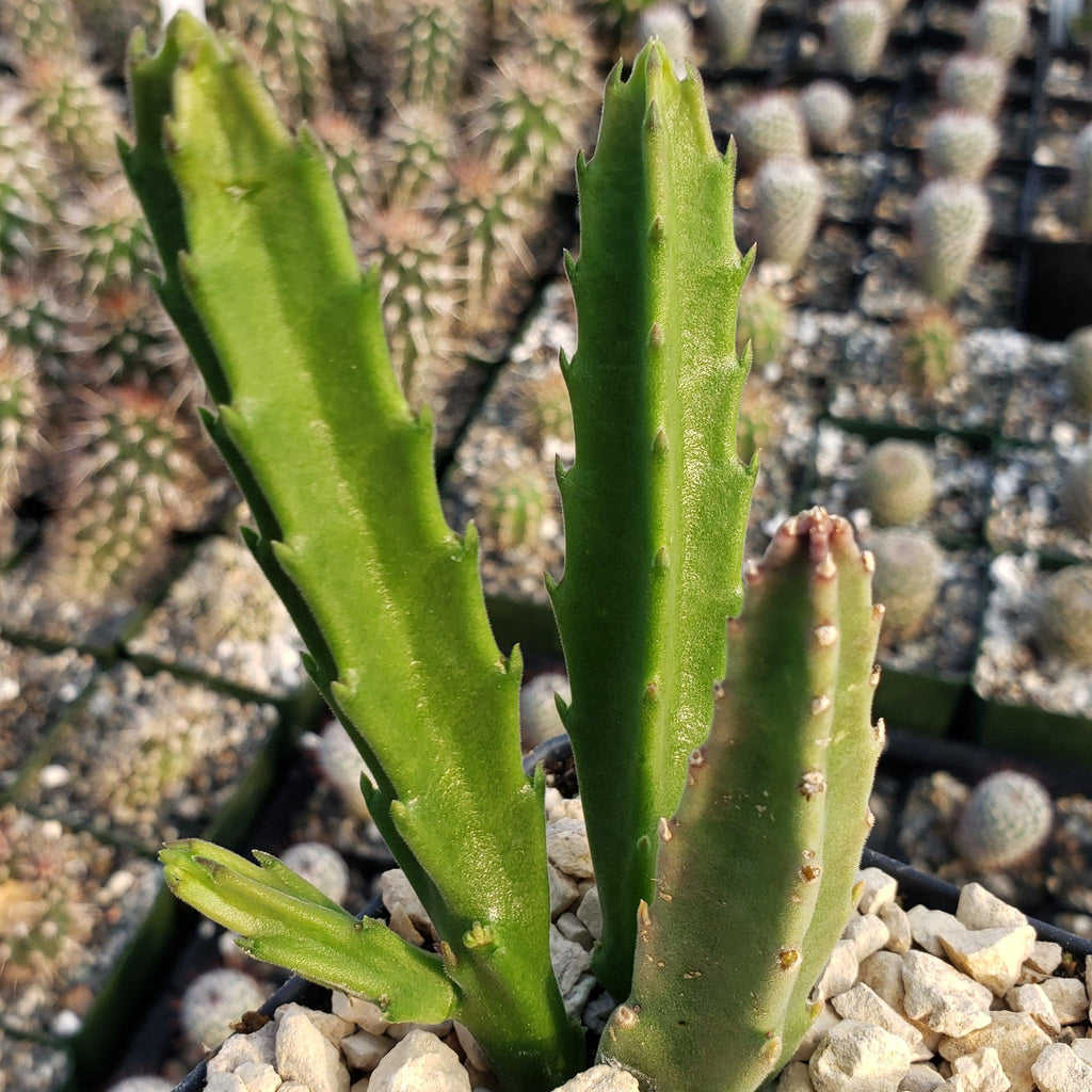 Stapelia leendertziae