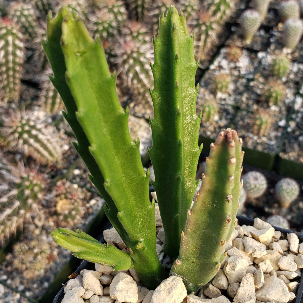 Stapelia leendertziae