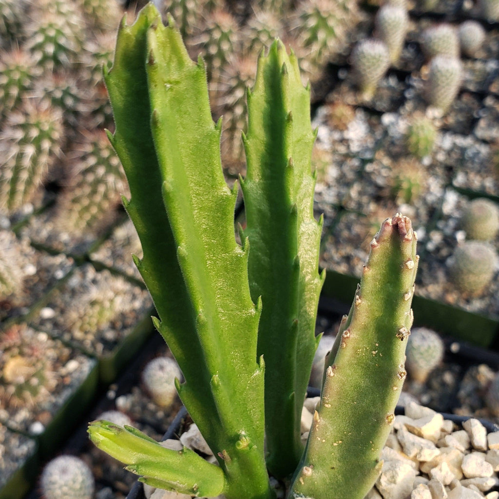 Stapelia leendertziae