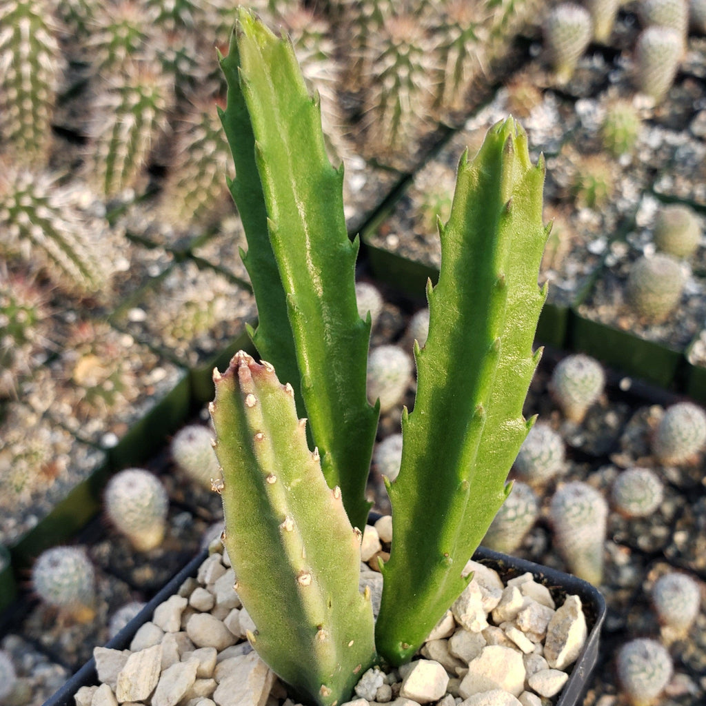 Stapelia leendertziae