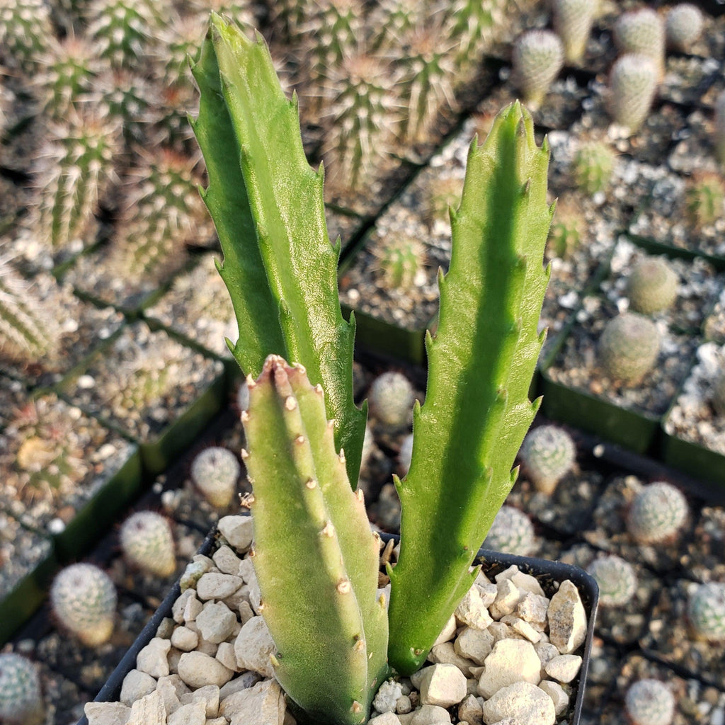 Stapelia leendertziae