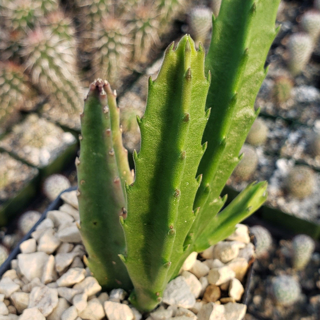 Stapelia leendertziae