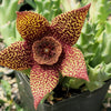 Stapelia orbea variegata lepida