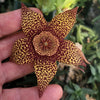 Stapelia orbea variegata lepida