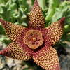 Stapelia orbea variegata lepida