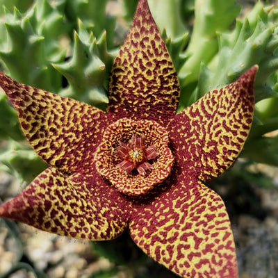 Stapelia orbea variegata lepida