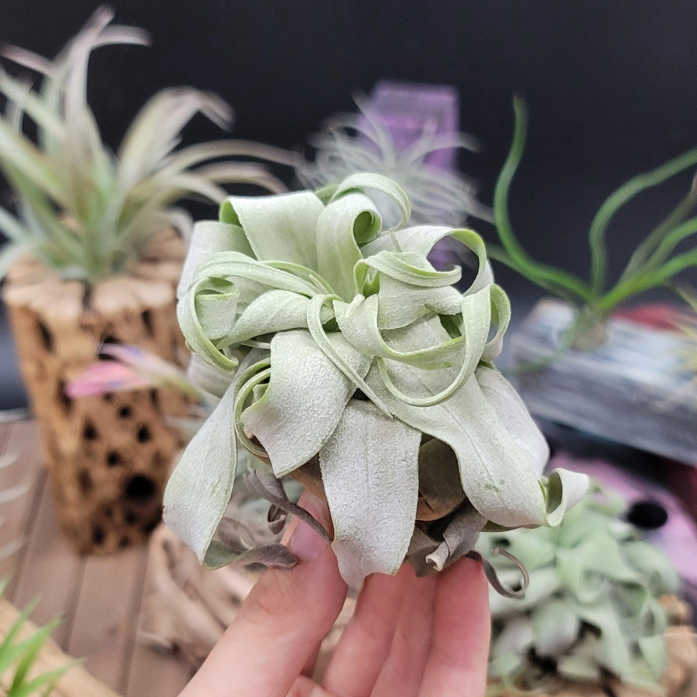 sparkler air plant Shirley Temple 'Tillandsia streptophylla'