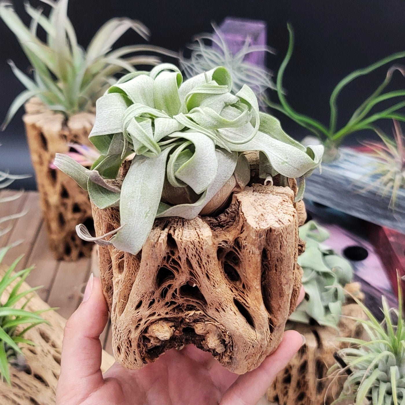 streptophylla air plant Shirley Temple 'Tillandsia streptophylla' For sale