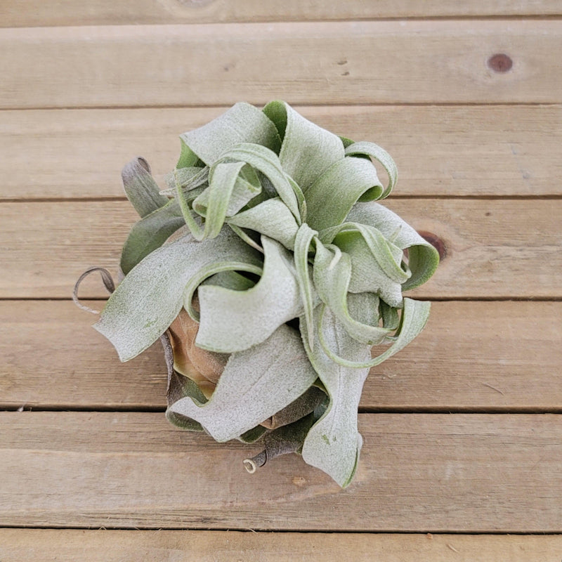 Shirley Temple 'Tillandsia streptophylla' For sale - Planet Desert