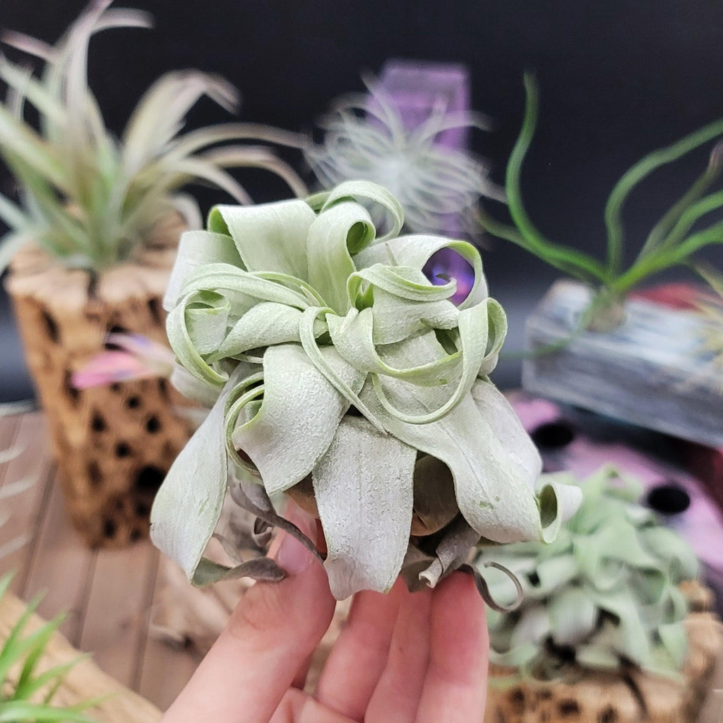 faux tillandsia succulent stem Shirley Temple 'Tillandsia streptophylla' For sale