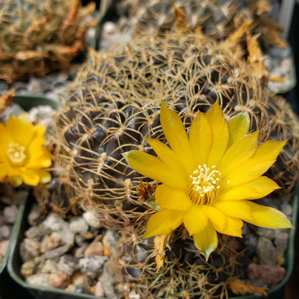 Sulcorebutia candiae