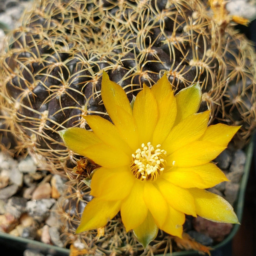 Sulcorebutia candiae