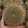 Sulcorebutia menesesii