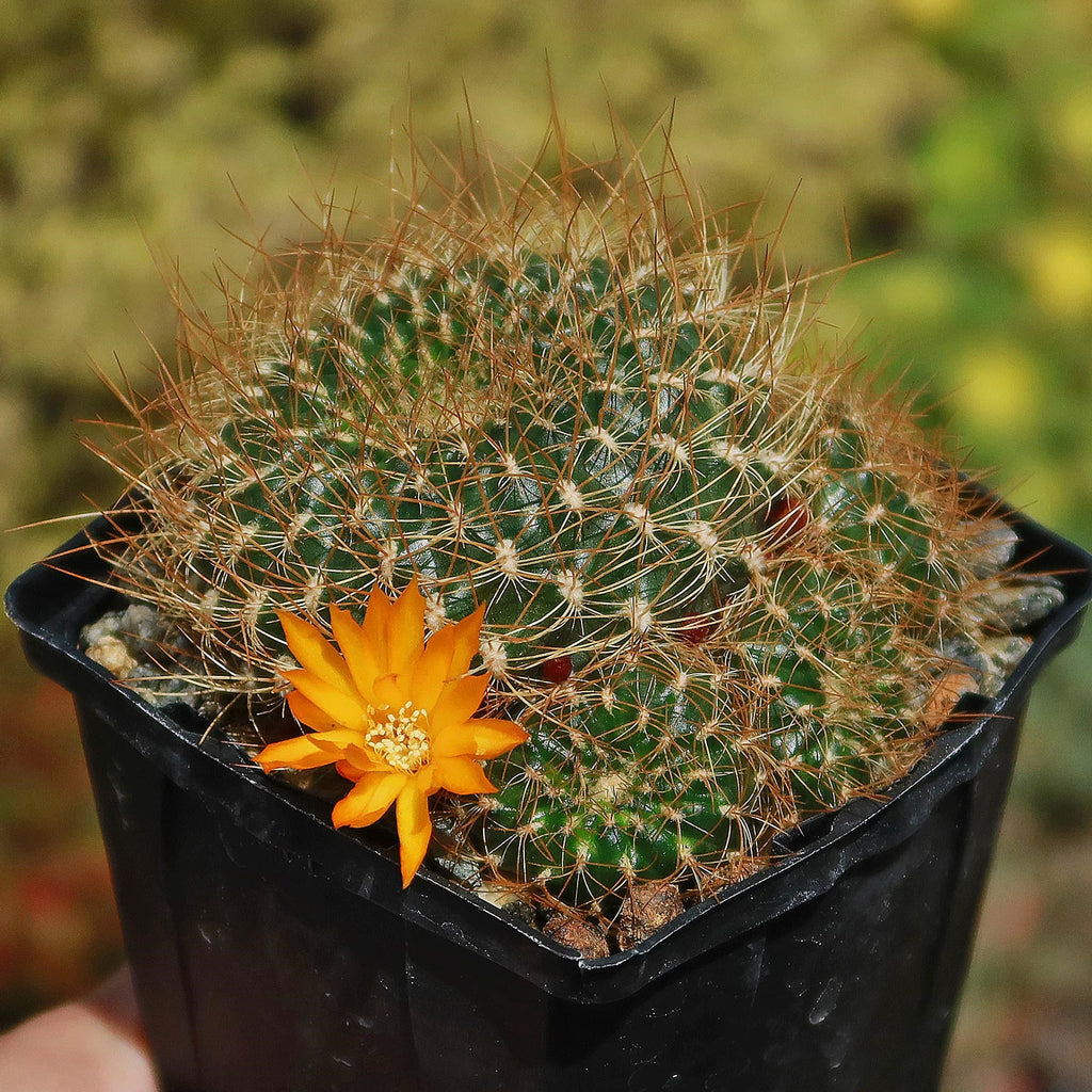 Sulcorebutia menesesii