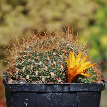 Sulcorebutia menesesii