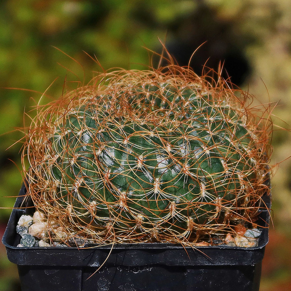 Sulcorebutia menesesii
