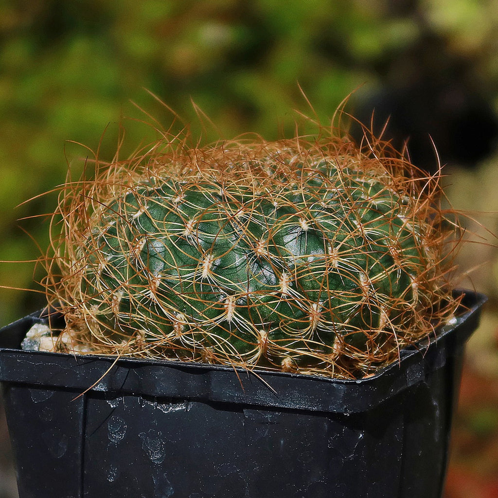 Sulcorebutia menesesii