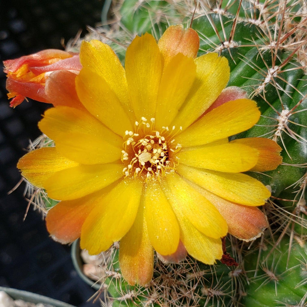 Sulcorebutia steinbachii veronikae