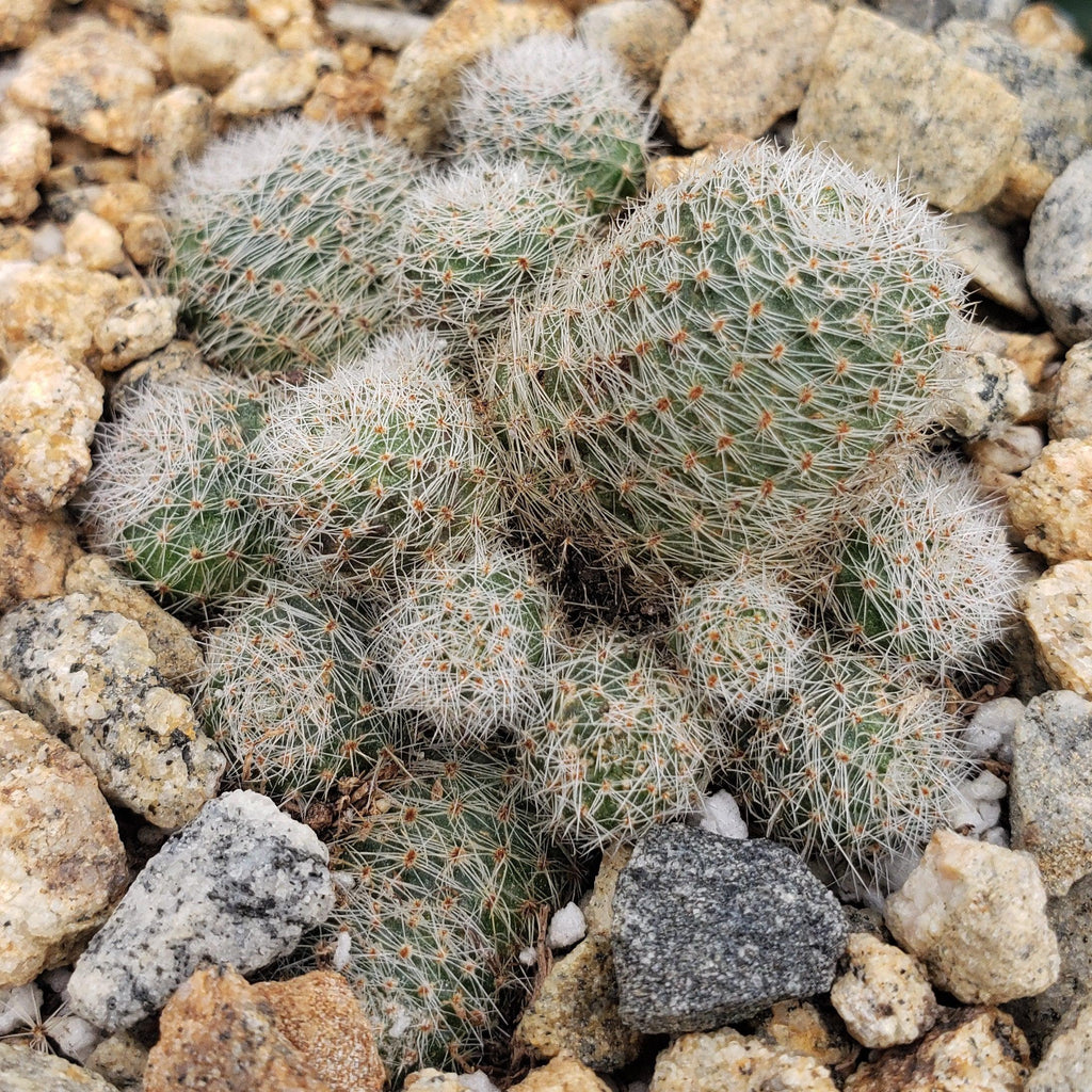 Sulcorebutia sunrise