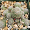 Sulcorebutia sunrise
