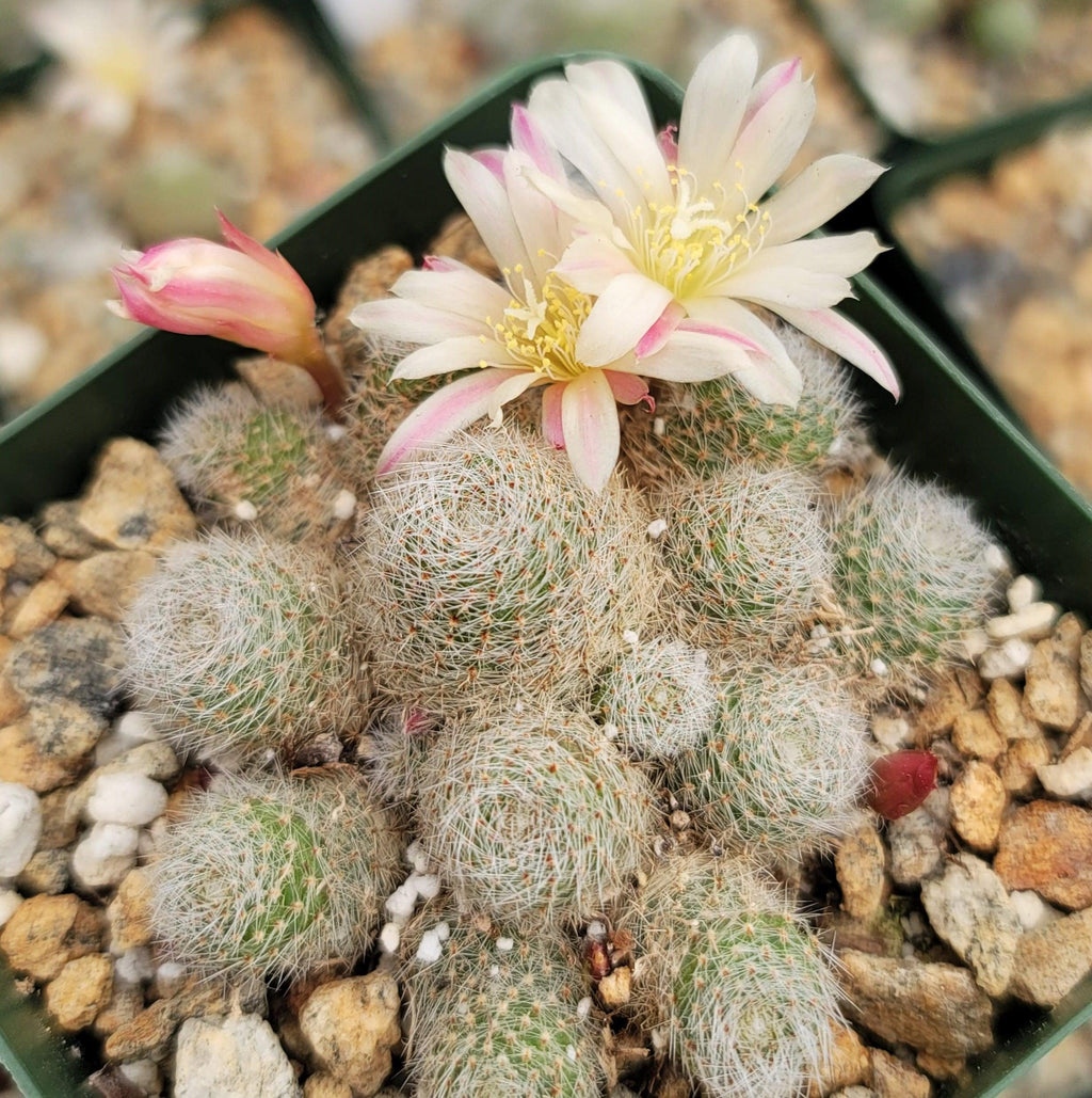 Sulcorebutia sunrise