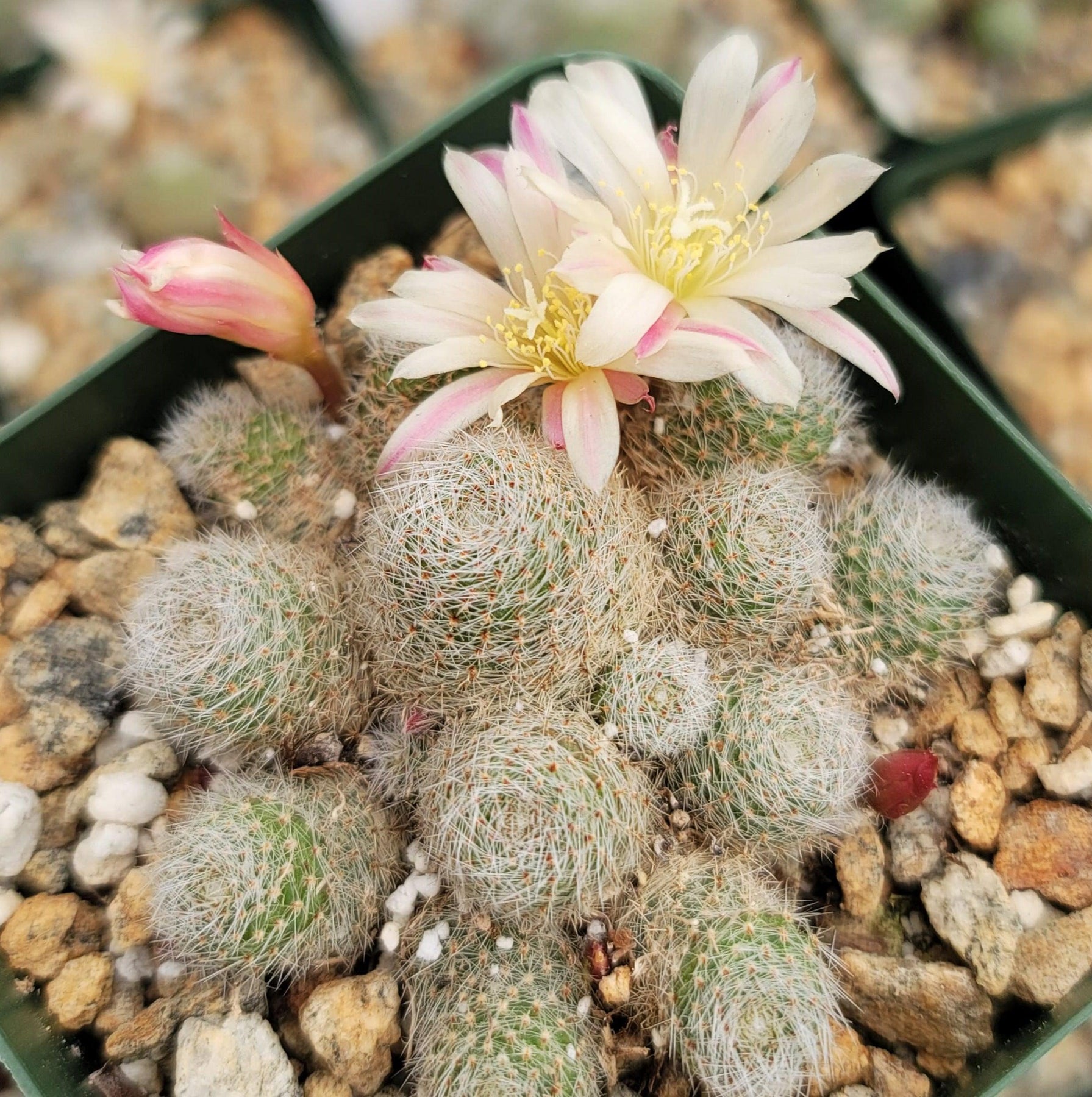 rebutia albiflora Sulcorebutia sunrise – Planet Desert