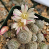 Sulcorebutia sunrise