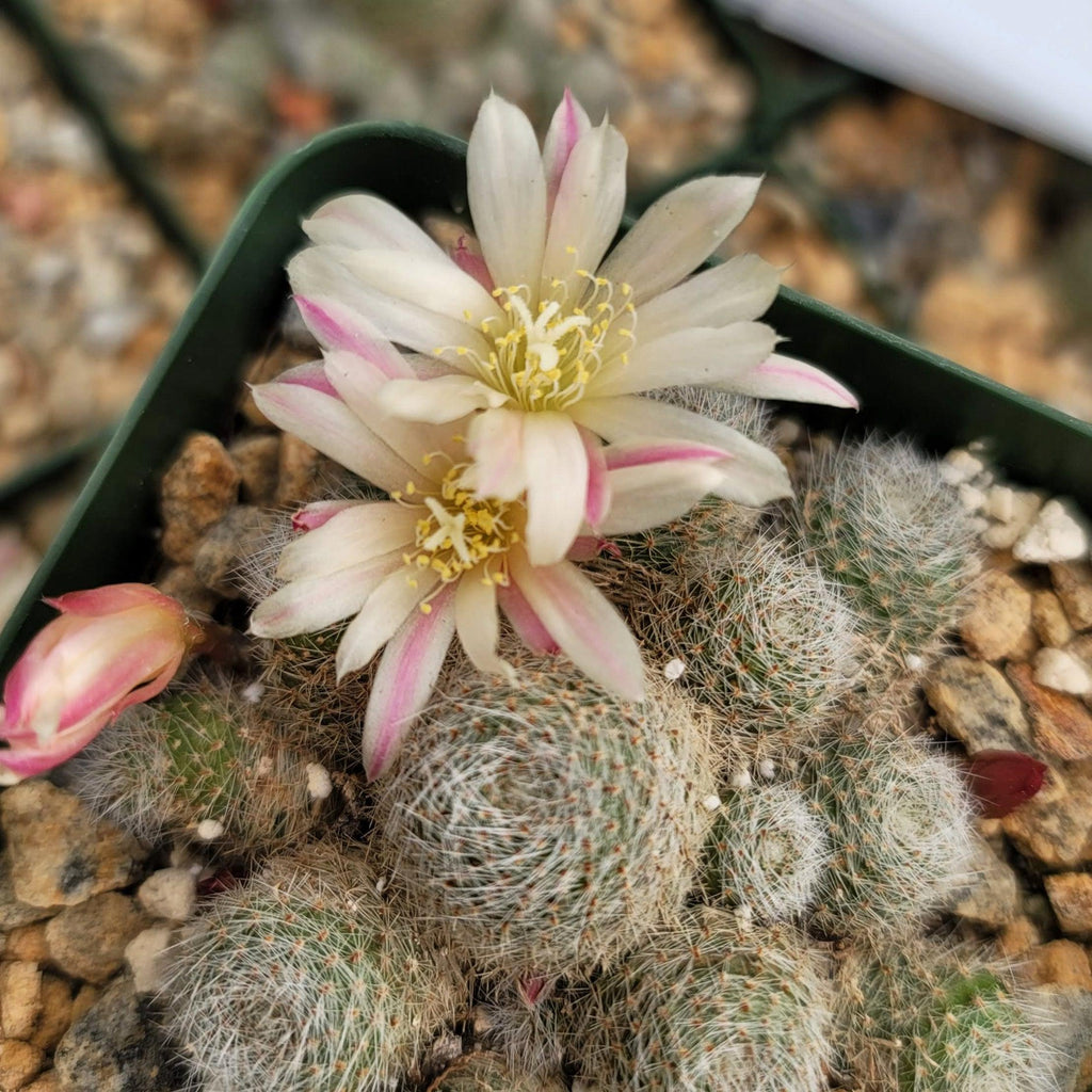 Sulcorebutia sunrise