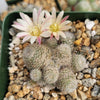 Sulcorebutia sunrise