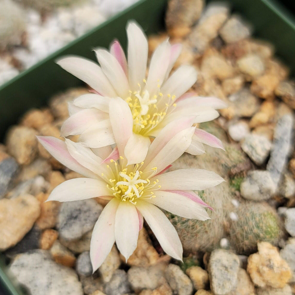 Sulcorebutia sunrise
