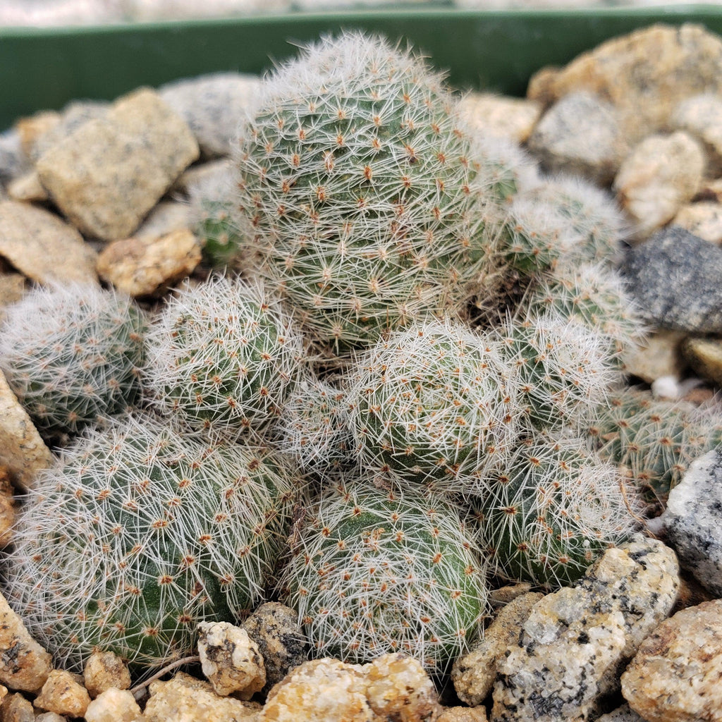 Sulcorebutia sunrise