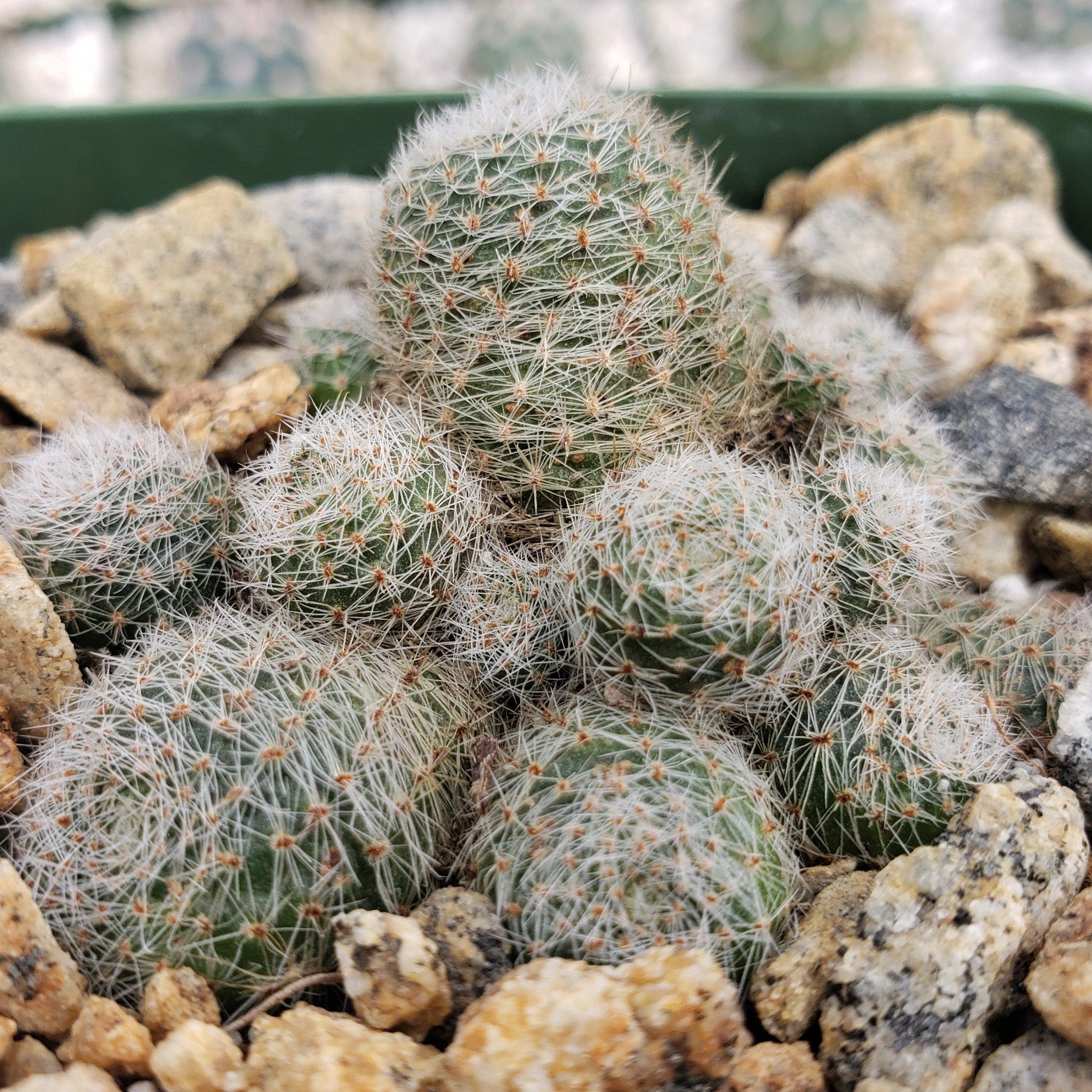 Sulcorebutia sunrise