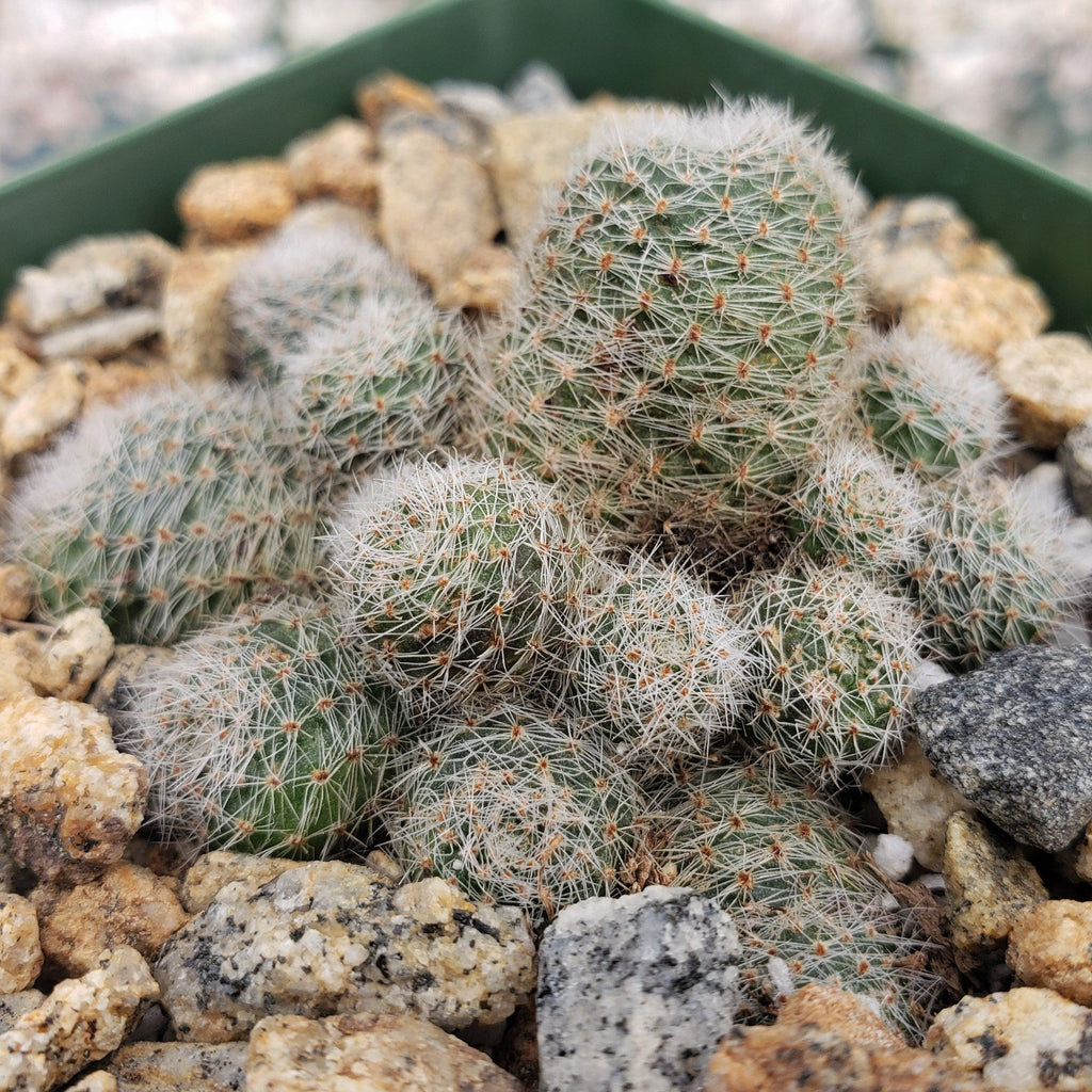 Sulcorebutia sunrise