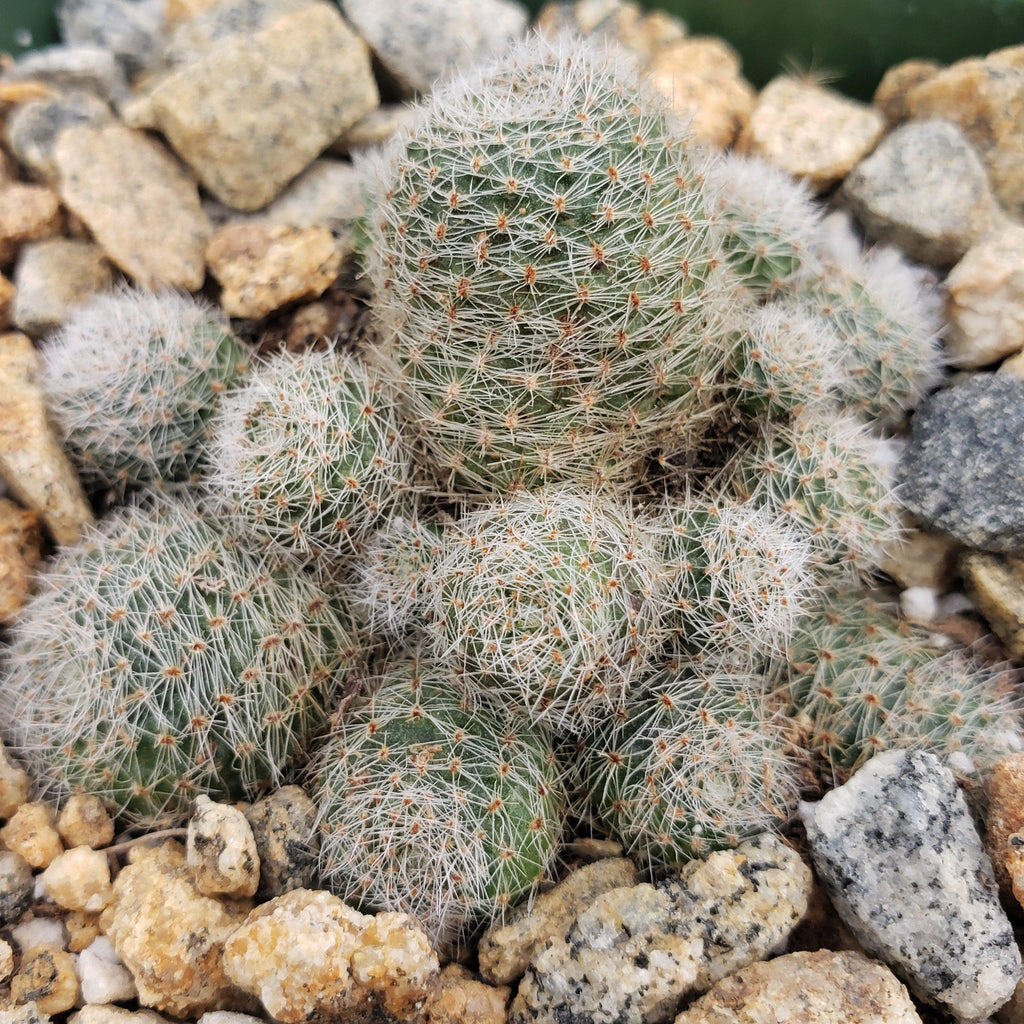 Sulcorebutia sunrise
