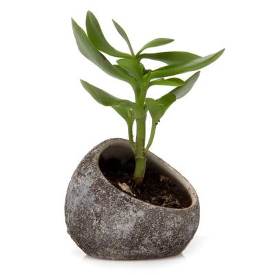 Terrarium Koski Small Pot