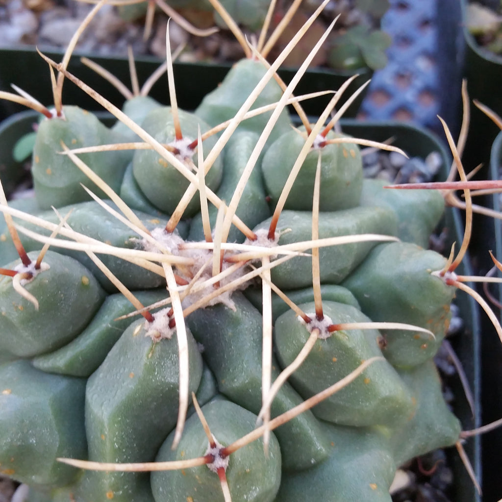 Thelocactus rinconensis