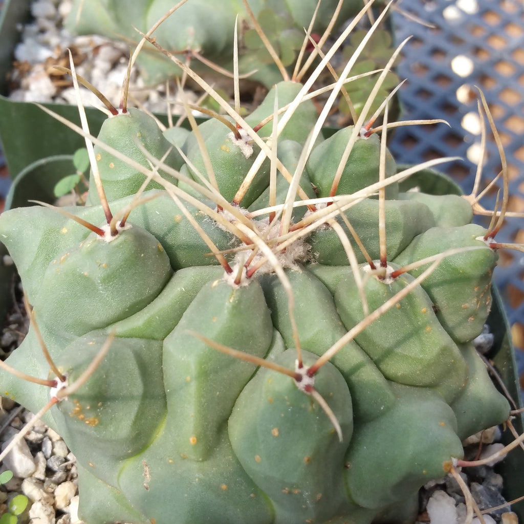 Thelocactus rinconensis