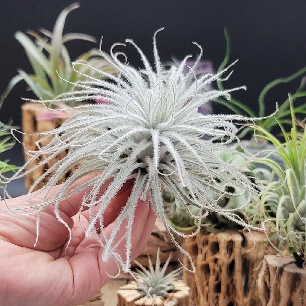 Tillandsia Tectorum Ecuador XLarge