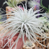 Tillandsia Tectorum Ecuador XLarge