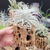 Tillandsia Tectorum Ecuador XLarge