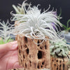 Tillandsia Tectorum Ecuador XLarge