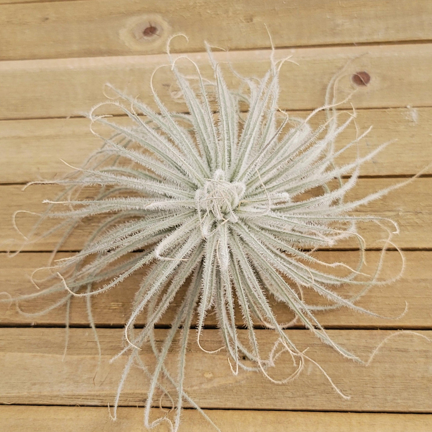 tectorum ecuador air plant care Shop For Tillandsia Tectorum Ecuador| Rare Air Plant