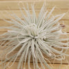 Tillandsia Tectorum Ecuador XLarge