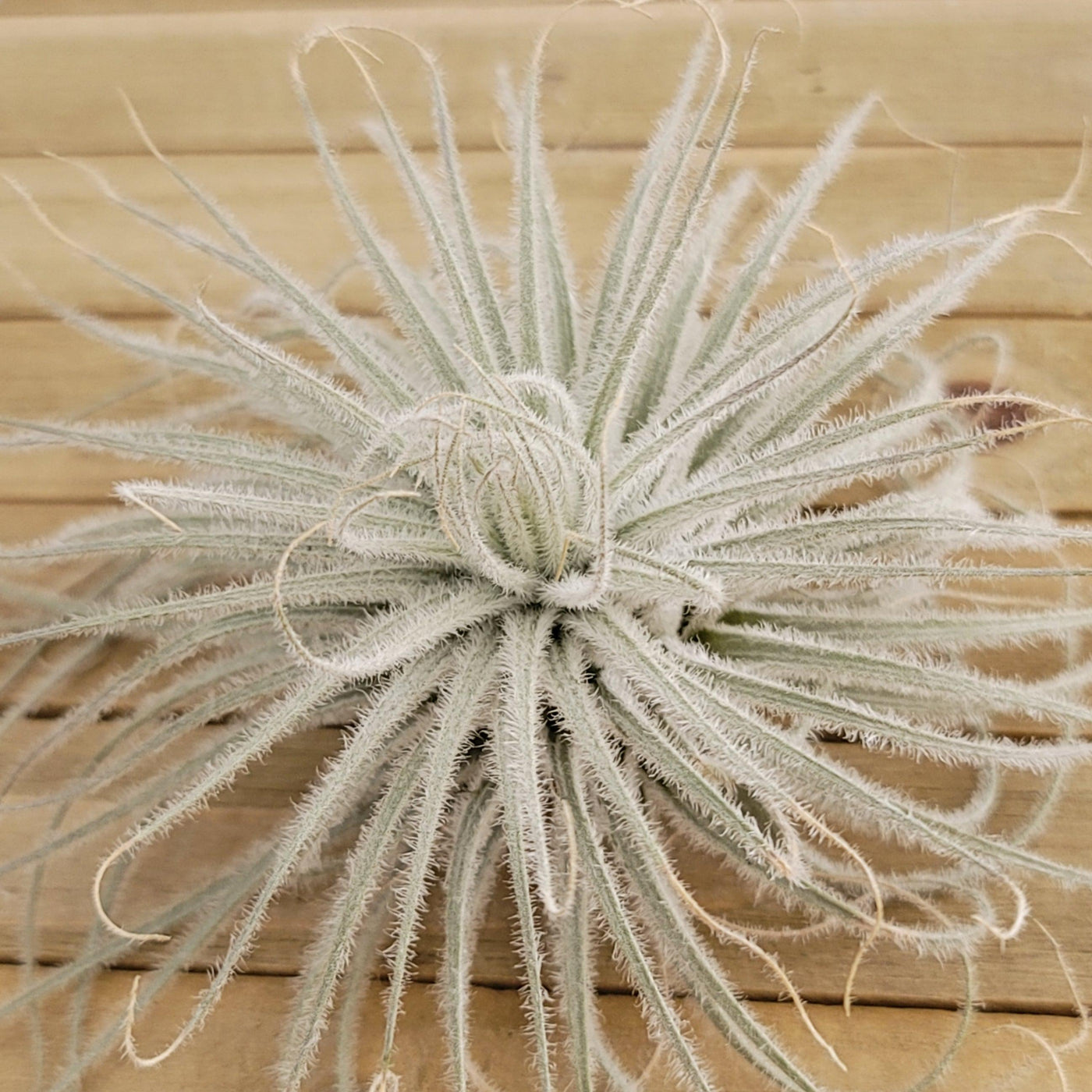 air plant tectorum Tillandsia Tectorum Ecuador XLarge