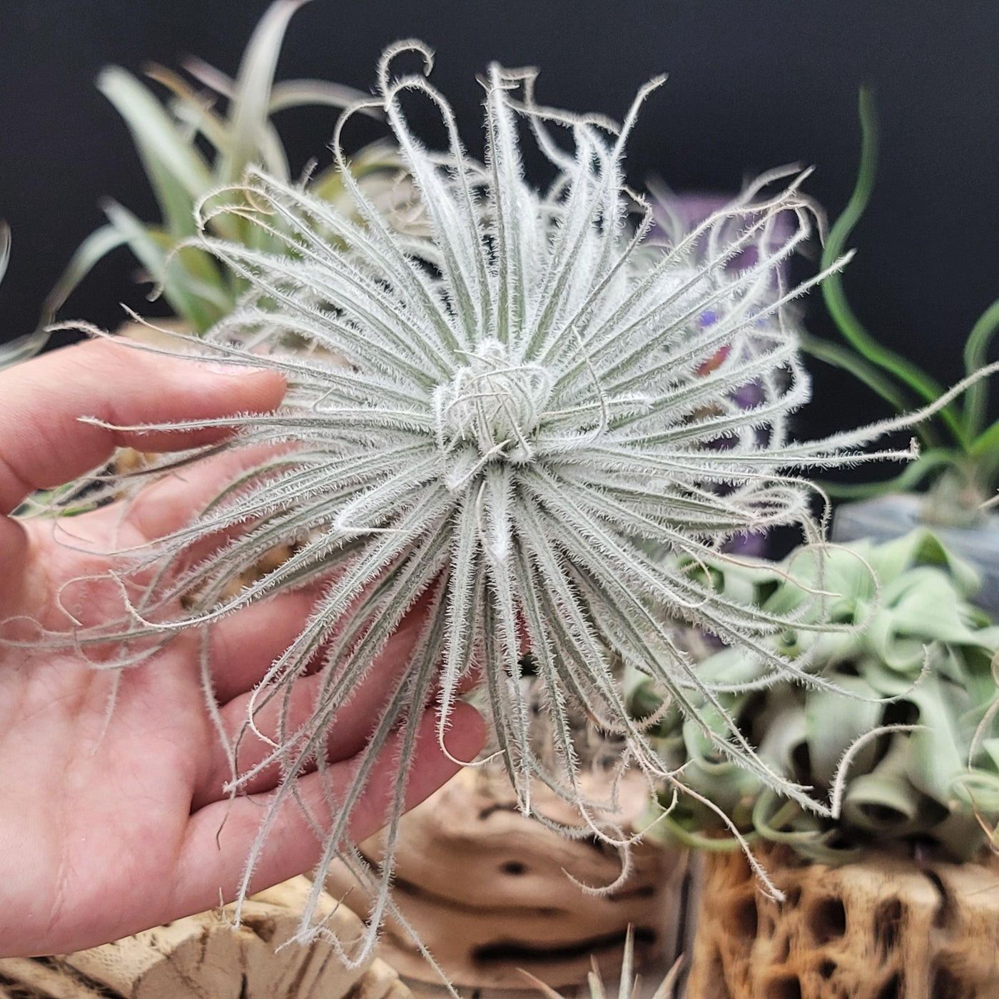 snowball air plant Shop For Tillandsia Tectorum Ecuador| Rare Air Plant